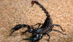 Scorpion