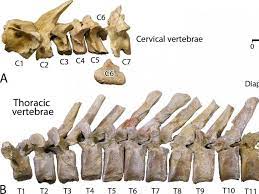 Fossile