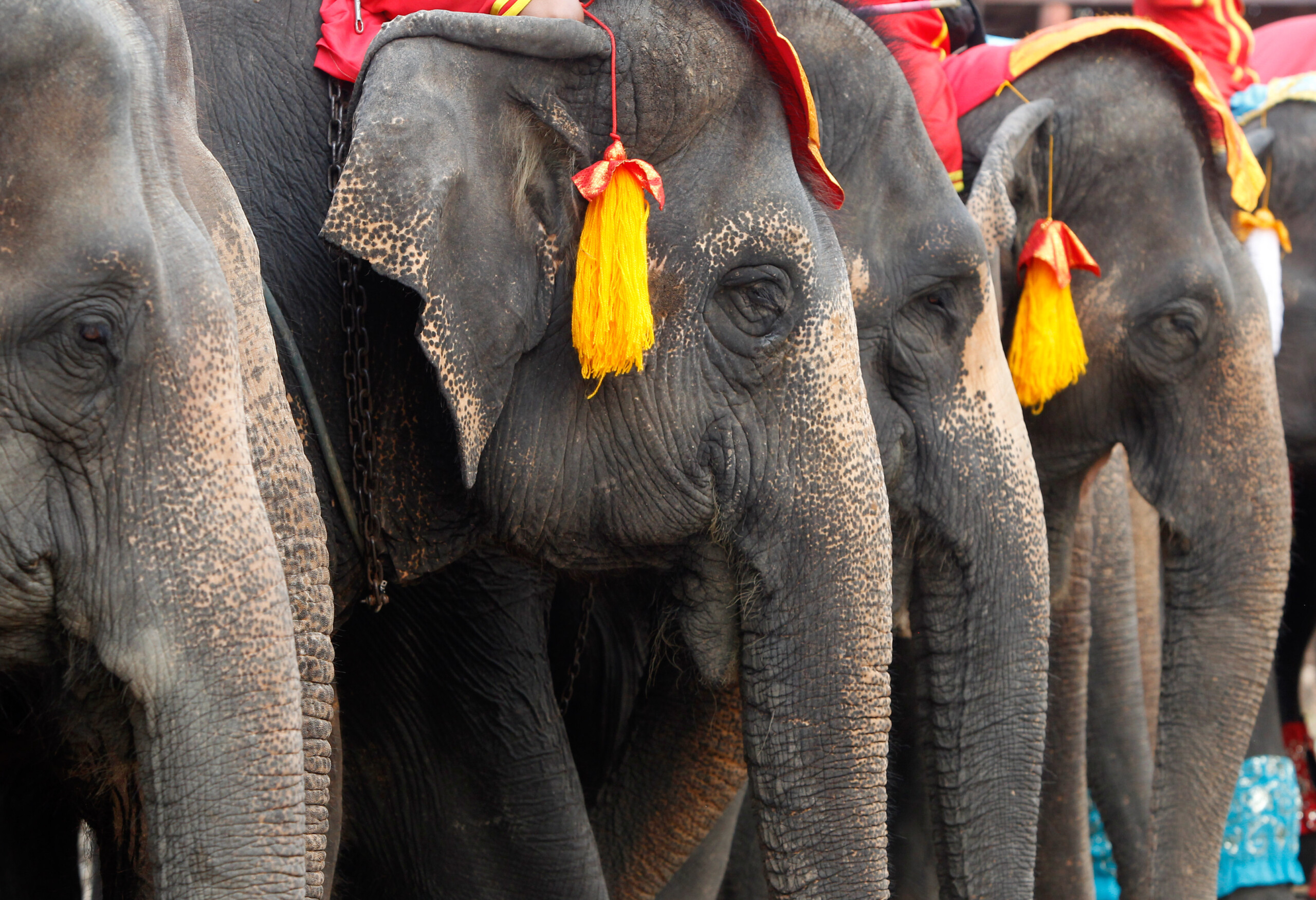 thailande une touriste espagnole tuee par une attaque delephant scaled