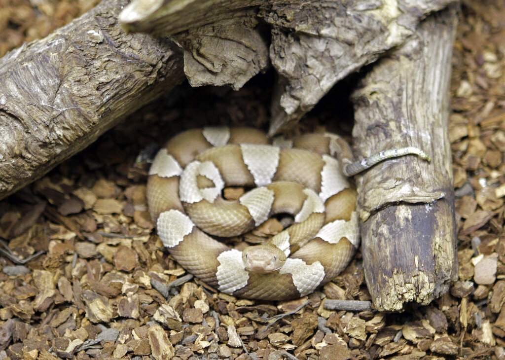 aux etats unis un homme se fait mordre des centaines de fois par des serpents son sang est utilise contre les poisons