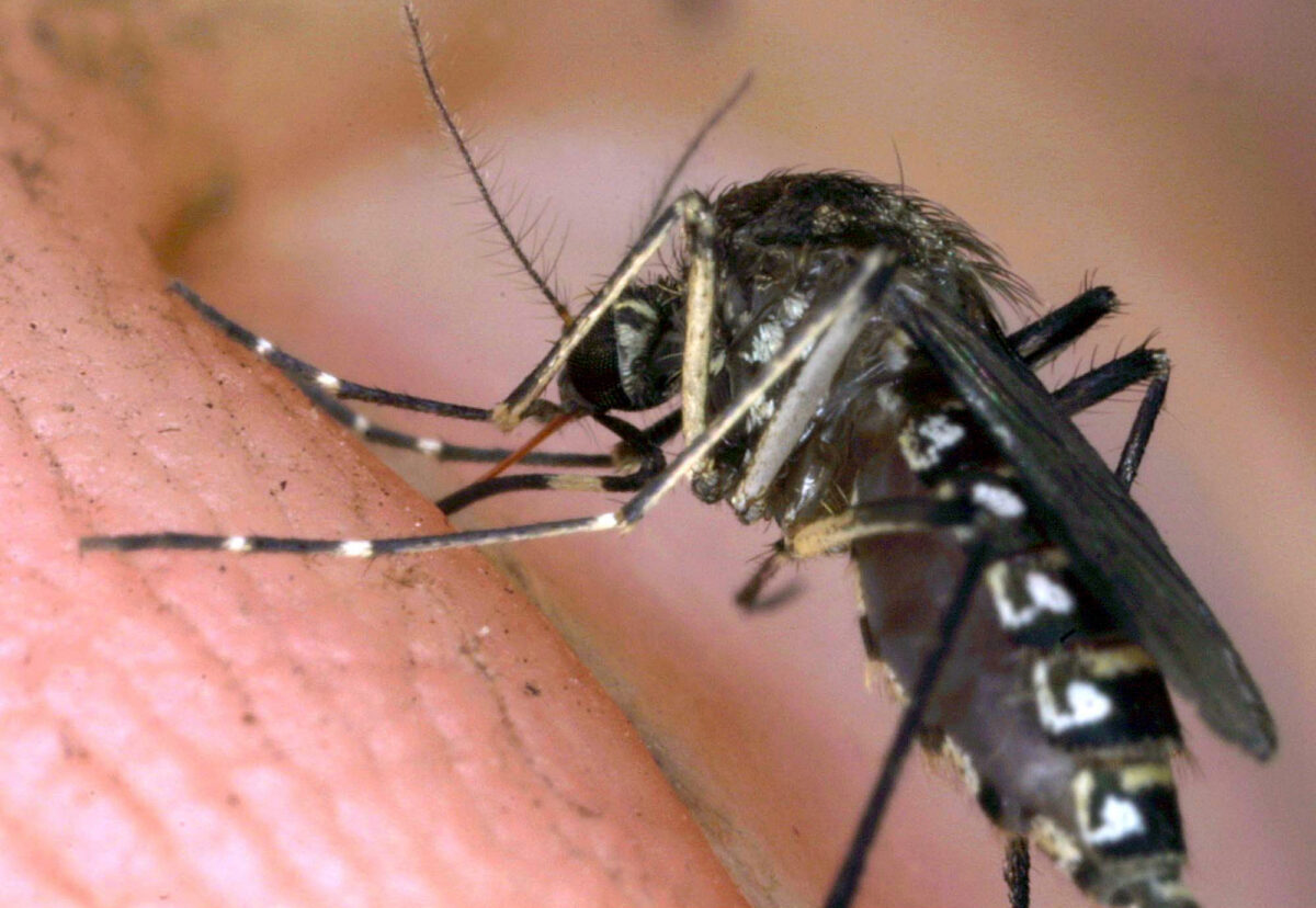 west nile deuxieme victime dans le latium un homme meurt a lhopital spallanzani