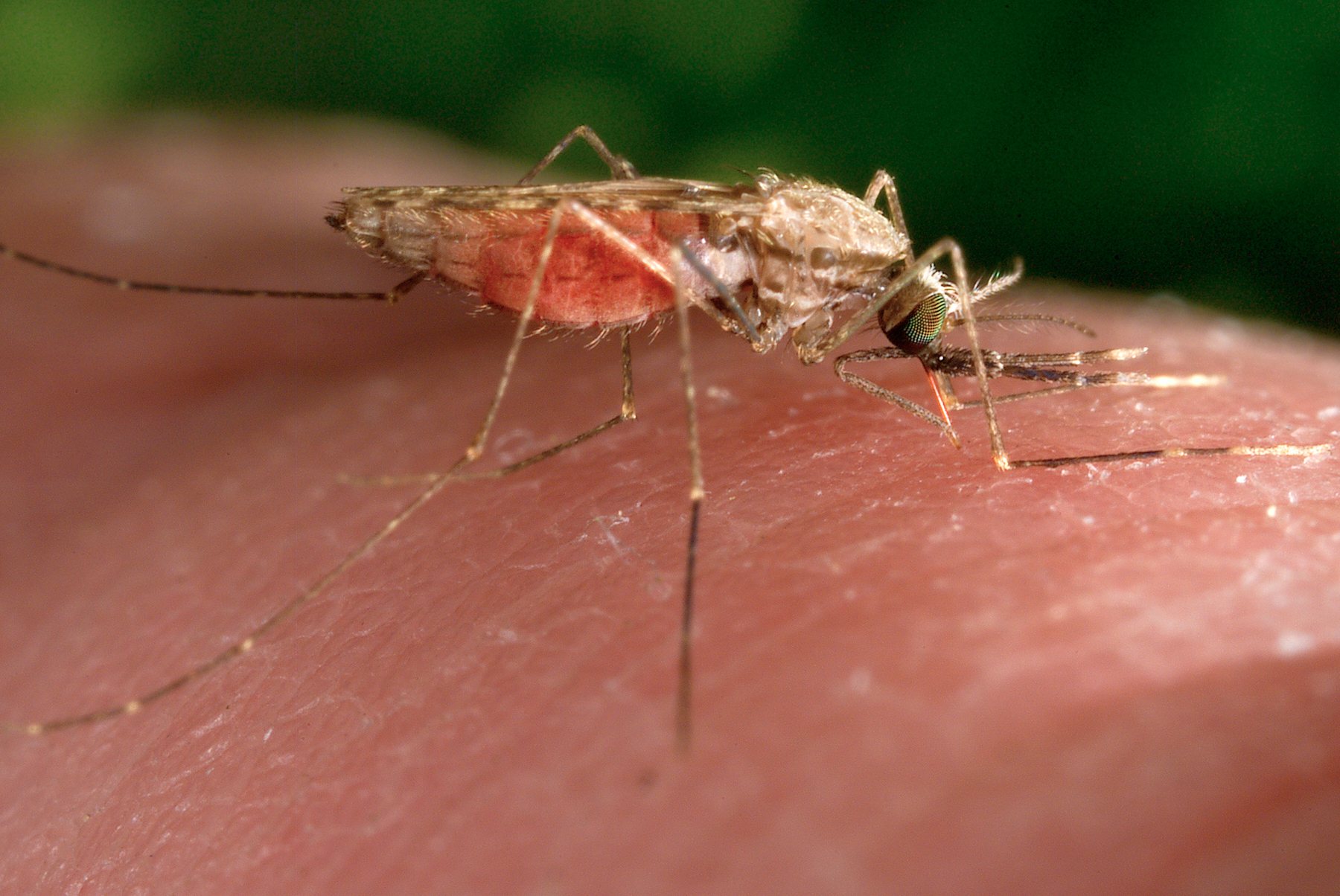 west nile rocca signe une ordonnance urgente pour prevenir la propagation
