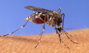virus du nil occidental quatrieme victime dans le latium une femme de 93 ans decede