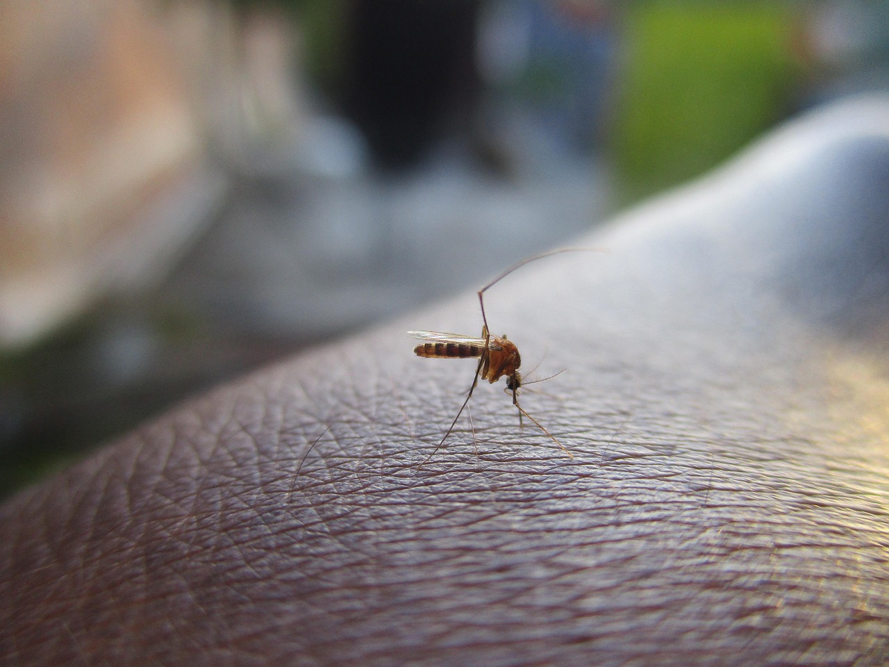 west nile un homme de 77 ans decede a lhopital de latina cinquieme victime dans le latium