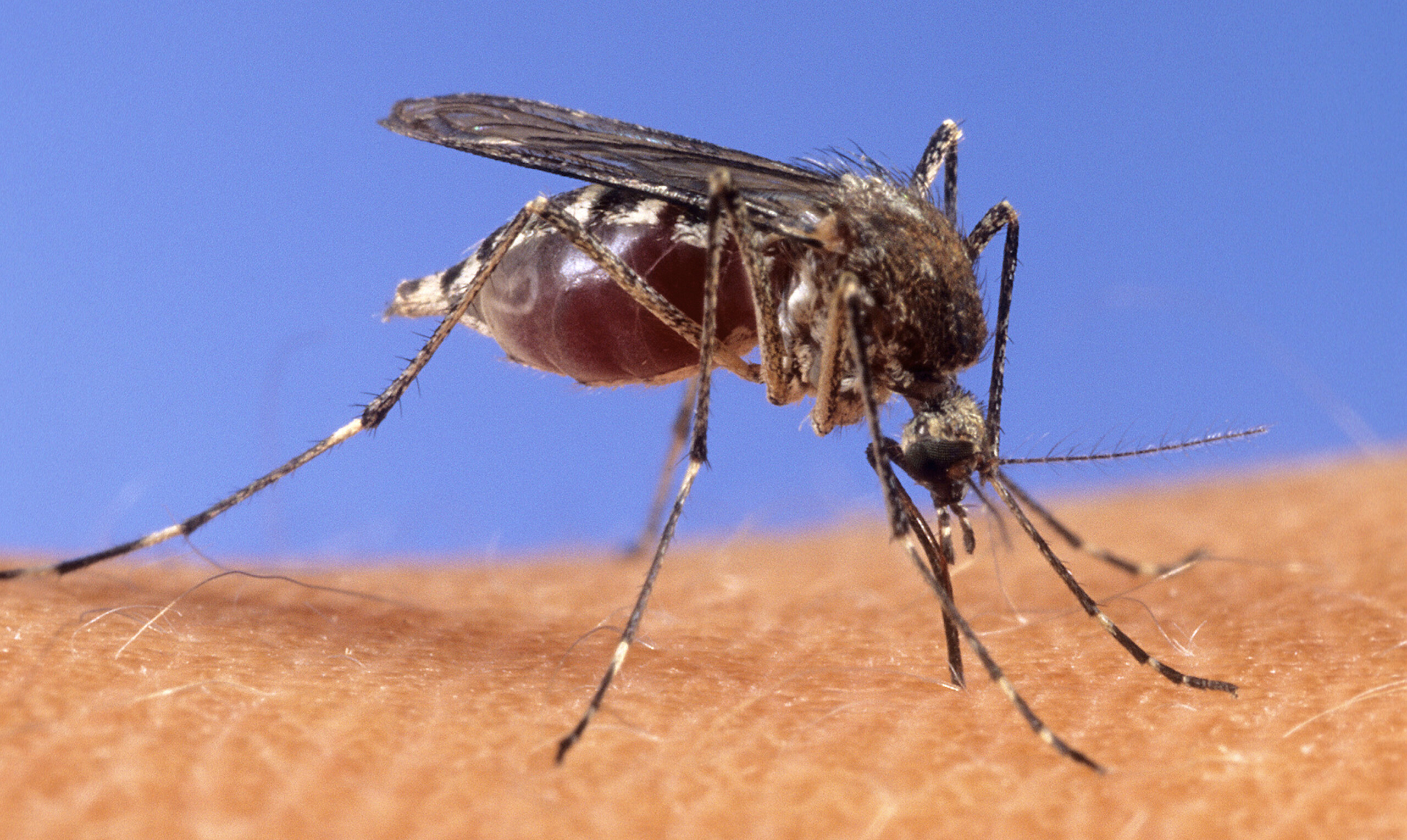 west nile huitieme victime dans le latium un homme de 80 ans decede a latina scaled
