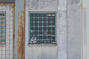 prisons le ministere dement le garant aucune alerte suicide