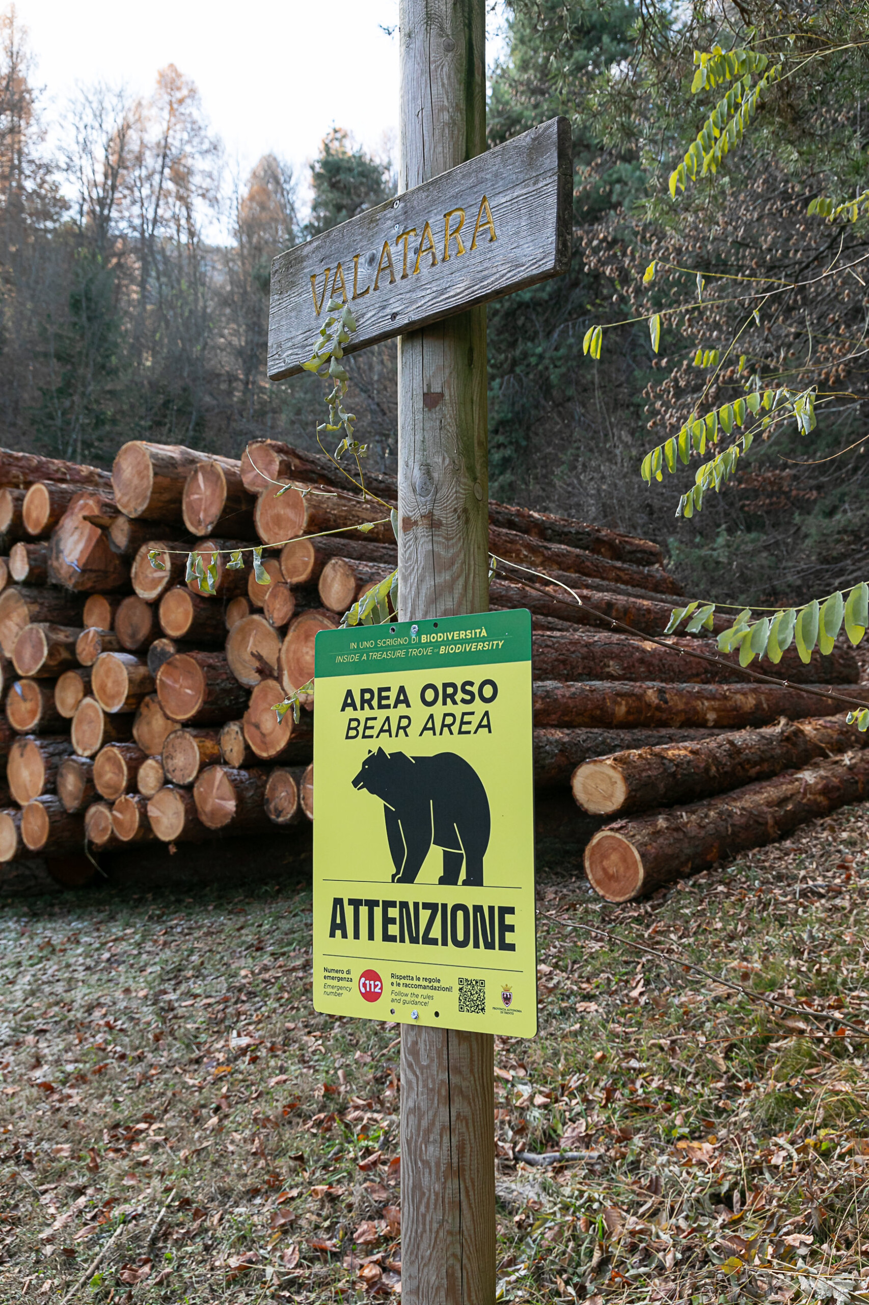 chieti interdiction dapprocher une ourse et ses petits dans la province scaled