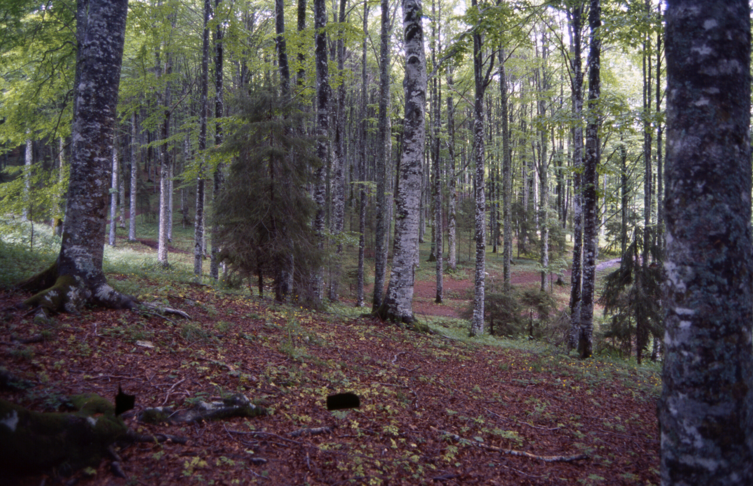 famille bosco pere je ne veux pas que nos enfants quittent vasto mais je veux que les presidents sen aillent scaled